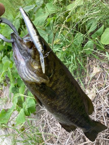 スモールマウスバスの釣果