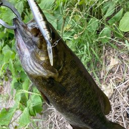 スモールマウスバス