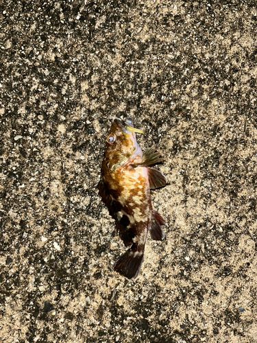 タケノコメバルの釣果