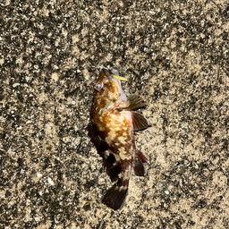 タケノコメバル