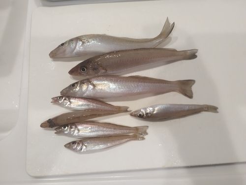 キスの釣果