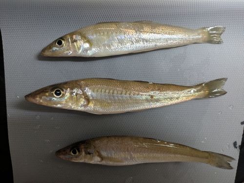キスの釣果
