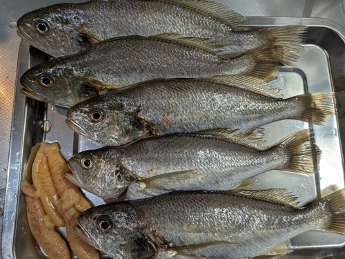 イシモチの釣果