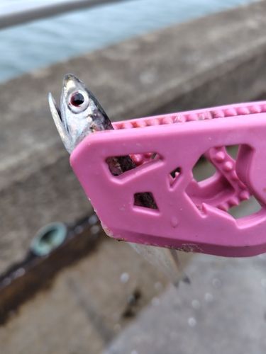 カタクチイワシの釣果