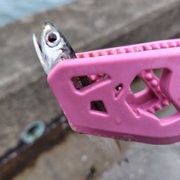 カタクチイワシ