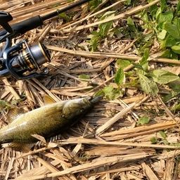 スモールマウスバス