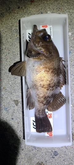 メバルの釣果