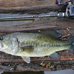 ラージマウスバス