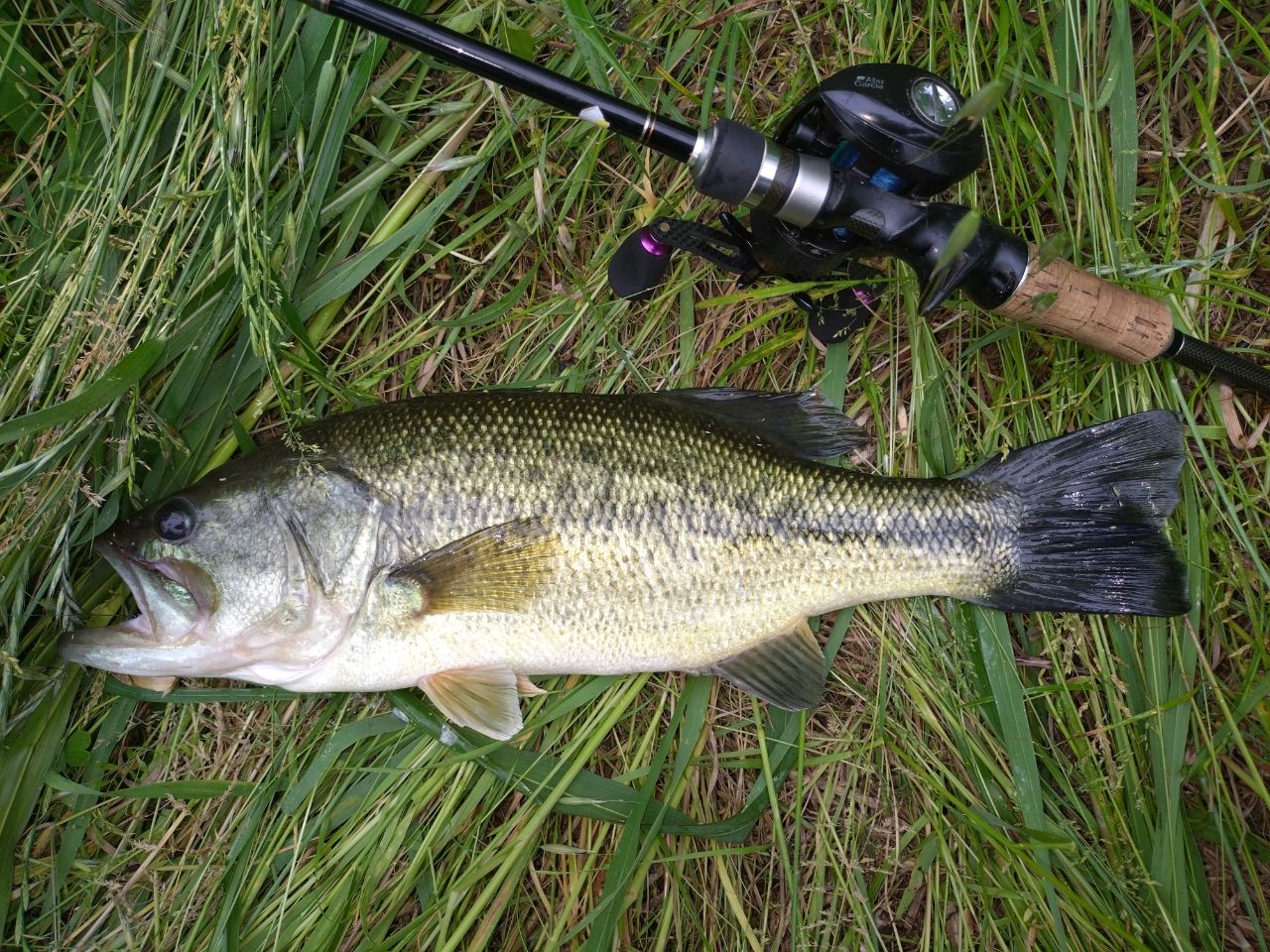 ラージマウスバス