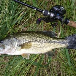 ラージマウスバス