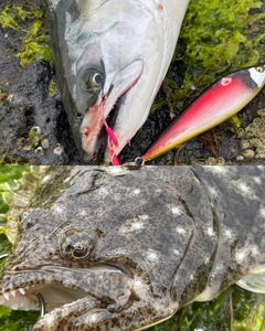 サクラマスの釣果