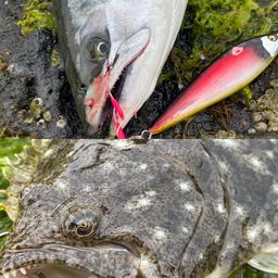 サクラマス