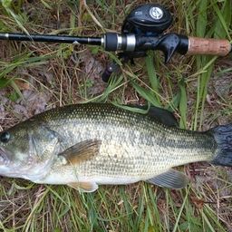 ラージマウスバス