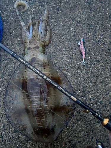 アオリイカの釣果