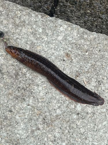 ダイナンギンポの釣果