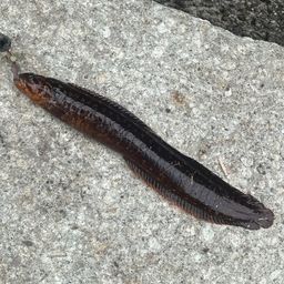 ダイナンギンポ