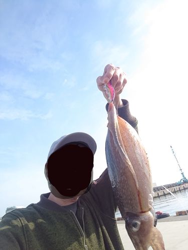 イカの釣果