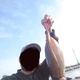 イカ
