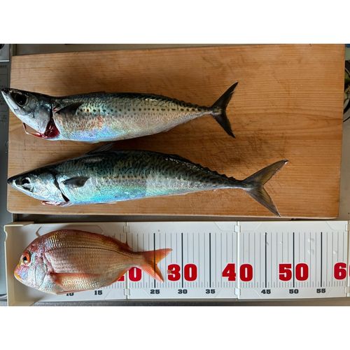 ゴマサバの釣果