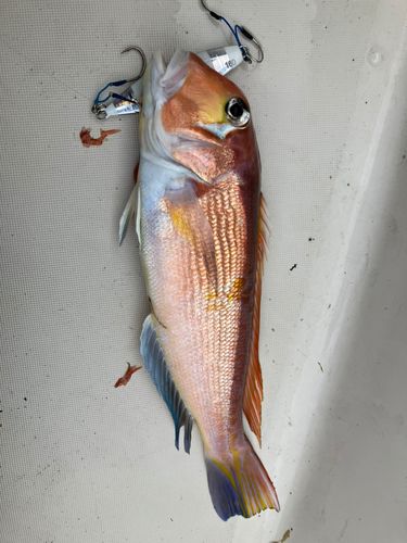 アマダイの釣果