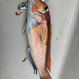 アマダイ