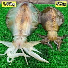アオリイカの釣果