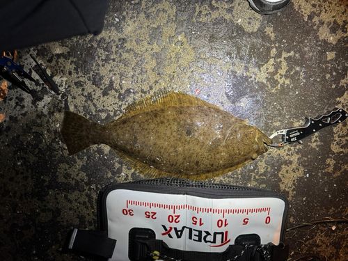 ヒラメの釣果