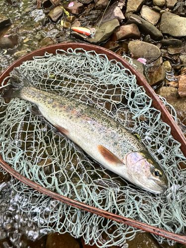 ニジマスの釣果