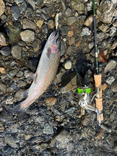 ホウライマスの釣果