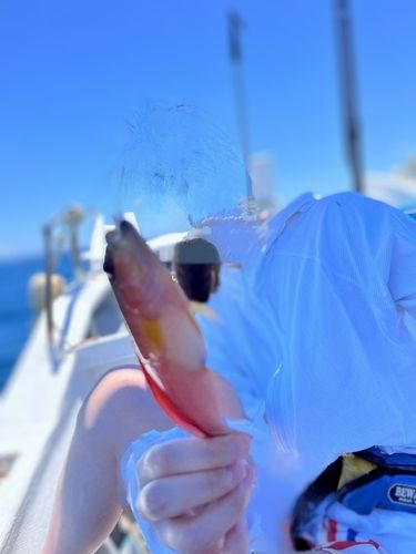 アカトラギスの釣果