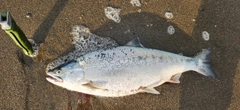 サクラマスの釣果