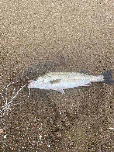 マルスズキの釣果