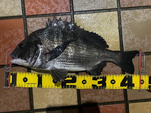 クロダイの釣果