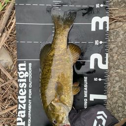 スモールマウスバス