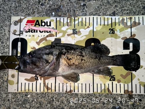 クロソイの釣果