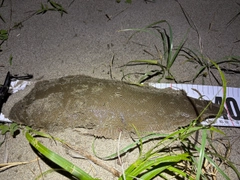 シタビラメの釣果