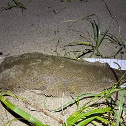 シタビラメ