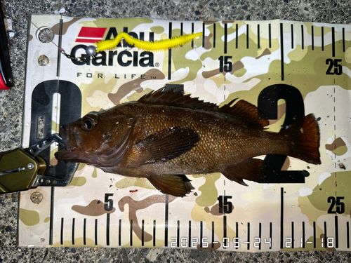 エゾメバルの釣果