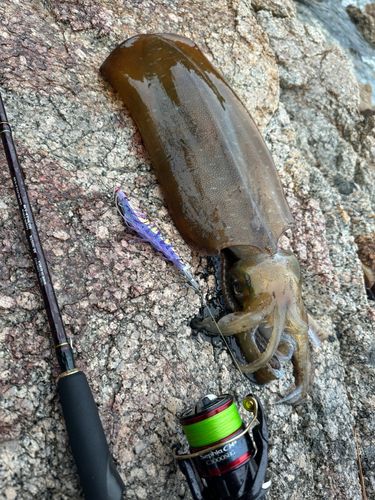 アオリイカの釣果
