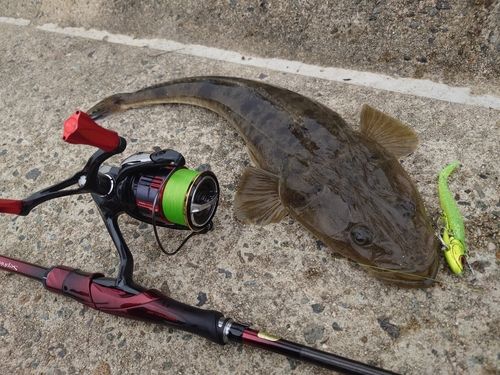 マゴチの釣果