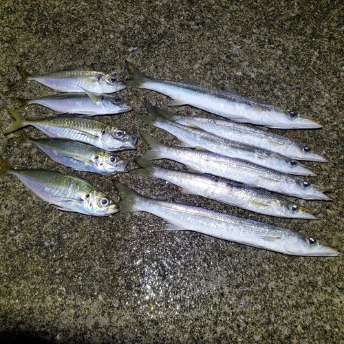 アジの釣果