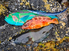 キヌベラの釣果