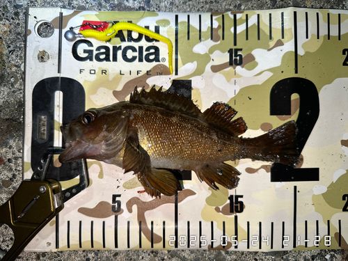 エゾメバルの釣果