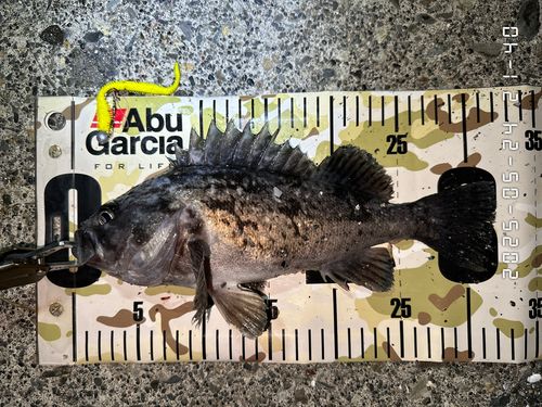 クロソイの釣果