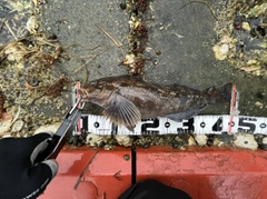 アイナメの釣果