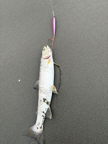 アメマスの釣果