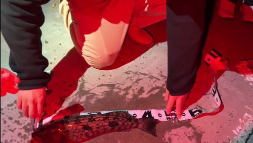 アイナメの釣果