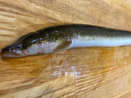 ニホンウナギの釣果