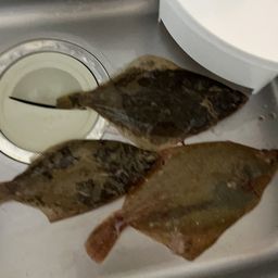 カレイ