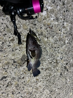マゾイの釣果